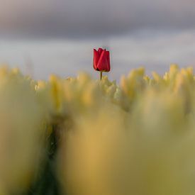 Yellow tulip with one red! by Rossum-Fotografie