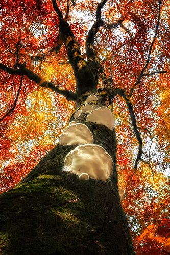 An old staircase to heaven sur Elly Besselink