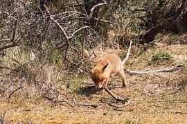 Jonge vos ontdekt de wereld van Merijn Loch