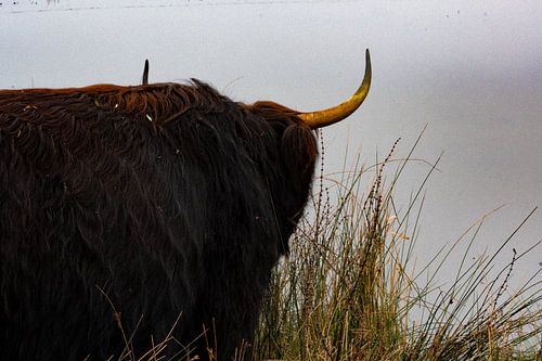 SchotseHighlander”Wachten”