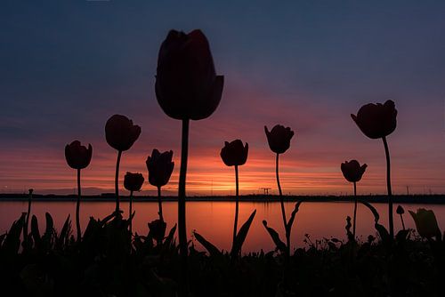 Tulpen tijdens zonsondergang. schaduw tulp