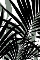 Feuilles de palmier