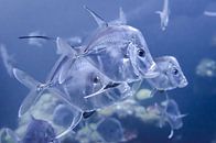 Transparenter Fisch von Mark Bolijn Miniaturansicht