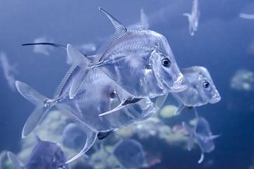 Transparent fish by Mark Bolijn
