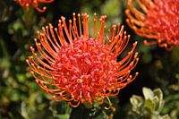 Prachtige rode protea
