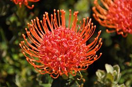 Prachtige rode protea by Peter Mooij