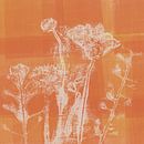 Botanische Kunst. Blumen in Weiß und Korallenorange. von Dina Dankers Miniaturansicht
