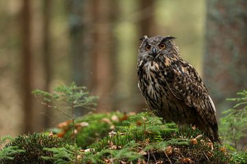 Eagle Owl ( Bubo bubo ) sitting on ground in the woods van wunderbare Erde
