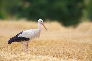 Weißstorch (Ciconia ciconia)