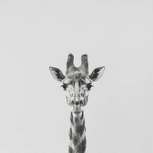 Giraffe in Schwarz-Weiß