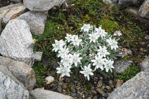 Edelweiss, flora en fauna van de Alpen - fascinerende natuurfotografie uit de bergen.