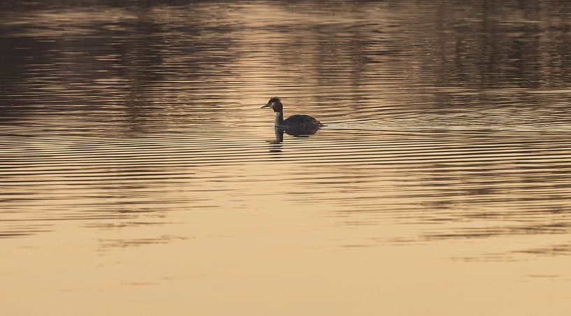 Grebe in the water during sunrise (Netherlands) by Marcel Kerdijk