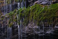 Green oasis
