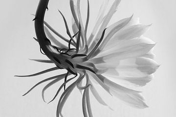 Schwarze und weiße Blume von Walljar