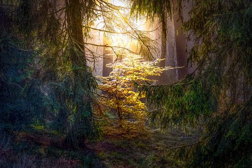 Betoverend licht tussen de kerstbomen