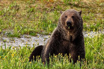 Wilde grizzlybeer in Canada van Roland Brack