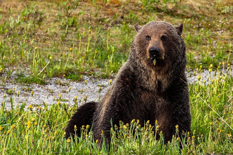 Wilder Grizzlybär in Kanada von Roland Brack