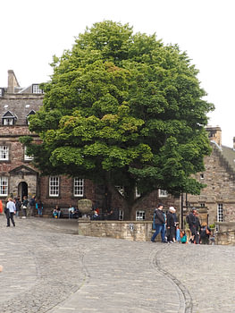 Arbre au milieu du château d'Édimbourg