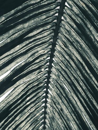 Close up palmboom met schaduwen | fine art fotoprint