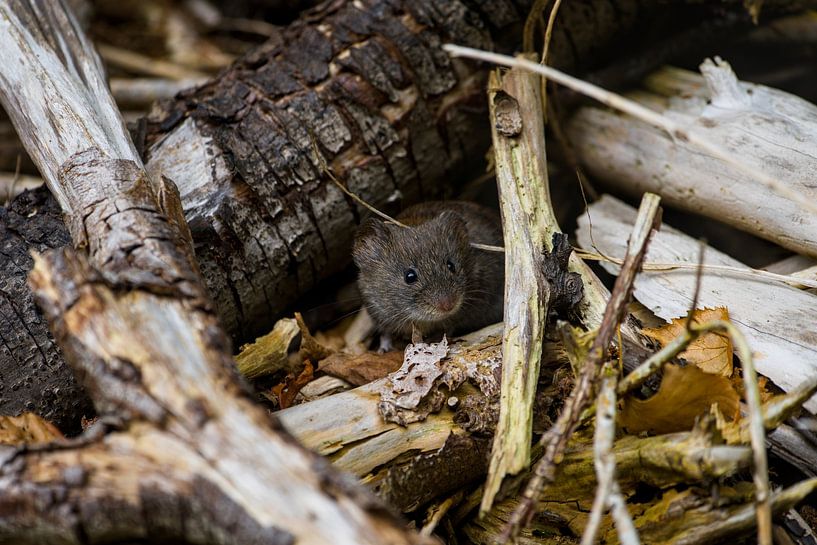 red vole comes to watch by Stobbe; stiltegrafie