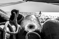 Buoys on board by Barbara Koppe thumbnail