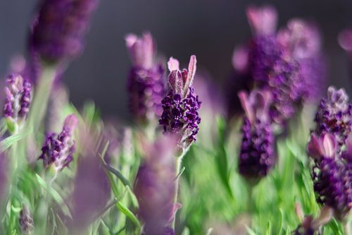 Lavendel in Blüte