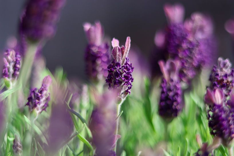 Lavendel in Blüte von Annelou de Man