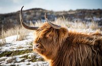 Scottish Highlander