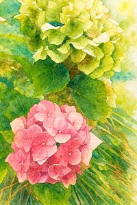 Hortensia in bloei (AI) (roze grote bloemen, tuin, zomers, natuur, mooi, realistisch, fris, botanisch, modern, aquarel, schilderij )