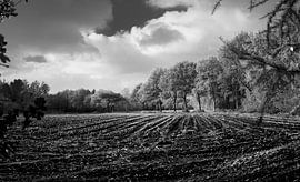 Corn fields in automn