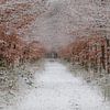 Hiver, neige dans le Wilgenhof de Beetsterzwaag Opsterland Friesland sur Ad Huijben