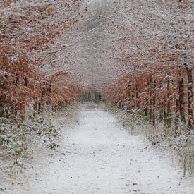 Winter, snow in the Wilgenhof of Beetsterzwaag Opsterland Friesland by Ad Huijben