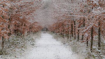 Winter, snow in the Wilgenhof of Beetsterzwaag Opsterland Friesland