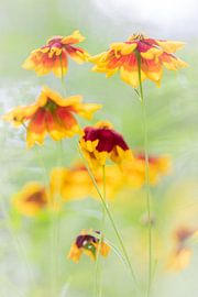 Verblasster Ruhm von Boogartphotographics