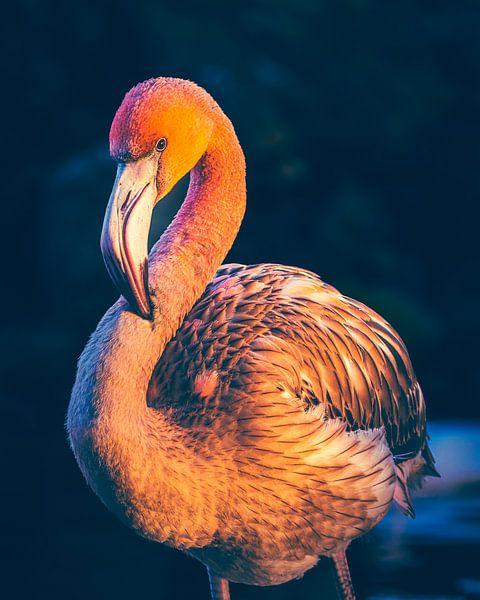 Flamingo in sunlight by ByFoekema Fotografie