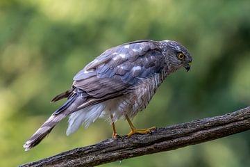 Sperwer