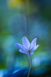 Shine on me by Theo Bakker