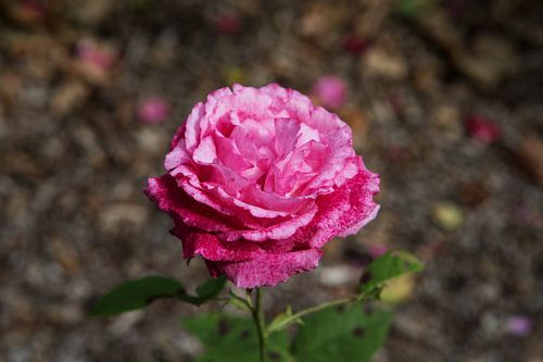 Rosa Rose auf dunklem Hintergrund von Evelien Bauwens