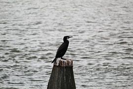 Der Pionier von I.A. Tomassen