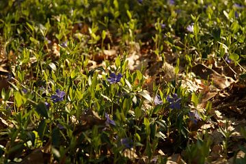 paarse bloemen in het bos van Sarah Gorter