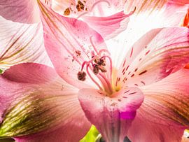 Orchideenblüte im Gegenlicht - farbige Blumenpracht von Jörg B. Schubert