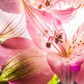 Fleur d'orchidée I sur Jörg B. Schubert