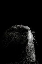 Marmot van Poster Art Shop