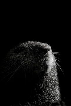 Marmot by Poster Art Shop