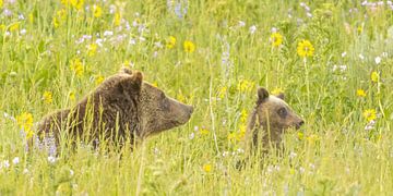 Look! Mama bear and little one by Kris Hermans