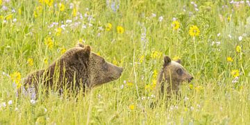 Regardez ! Maman ours et son petit sur Kris Hermans