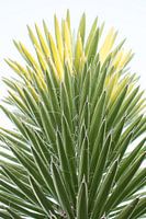 Close-up of special palm tree