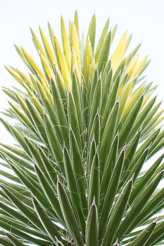 Close-up van bijzondere palm boom