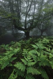 Tree by Marvin Schweer