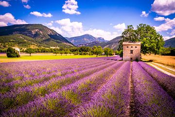 Lavender by Lex van Lieshout